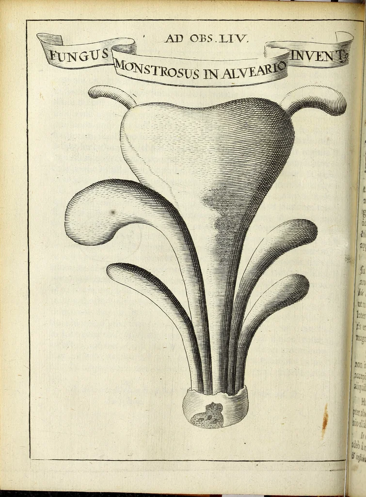 An illustration from Miscellanea Curiosa Medico-Physica Academiae Naturae Curiosorum, 1671, leaf 215