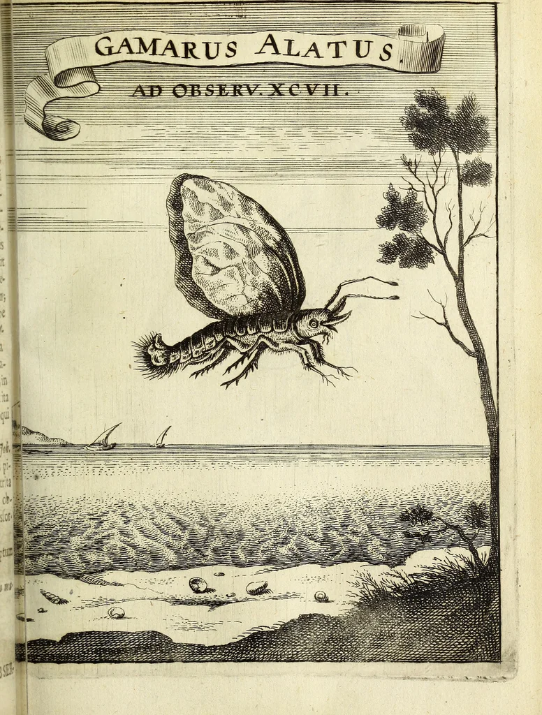 An illustration from Miscellanea Curiosa Medico-Physica Academiae Naturae Curiosorum, 1671, leaf 290
