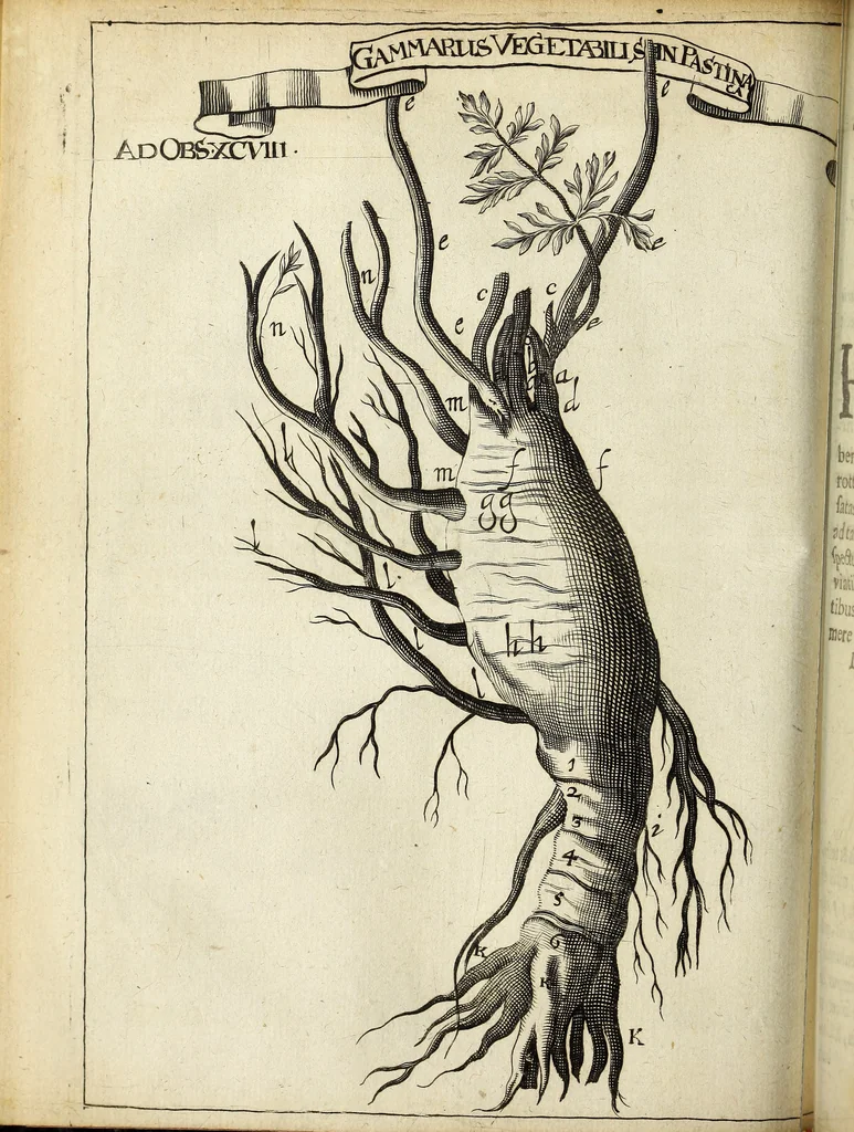 An illustration from Miscellanea Curiosa Medico-Physica Academiae Naturae Curiosorum, 1671, leaf 293