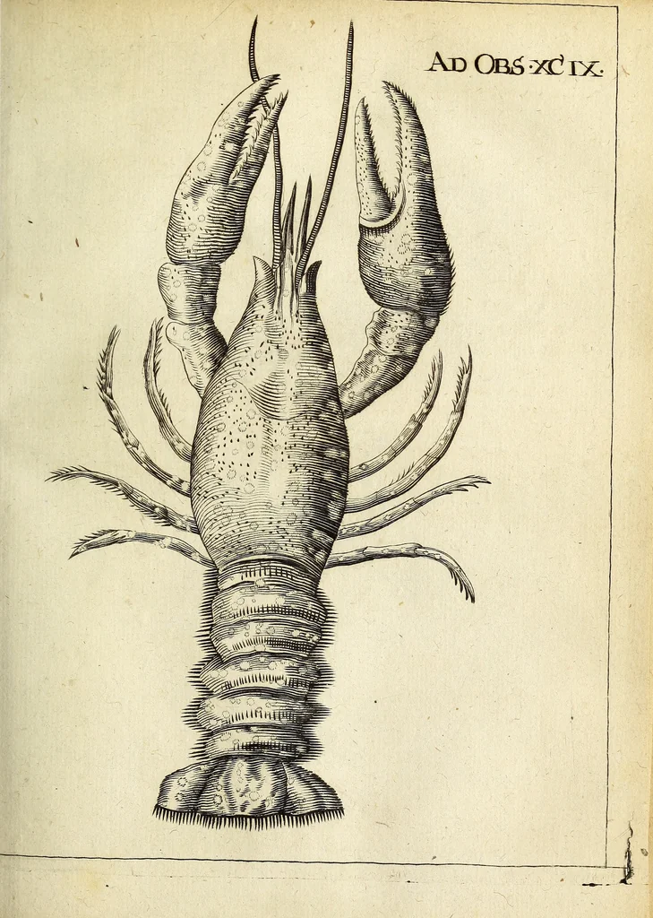 An illustration from Miscellanea Curiosa Medico-Physica Academiae Naturae Curiosorum, 1671, leaf 296