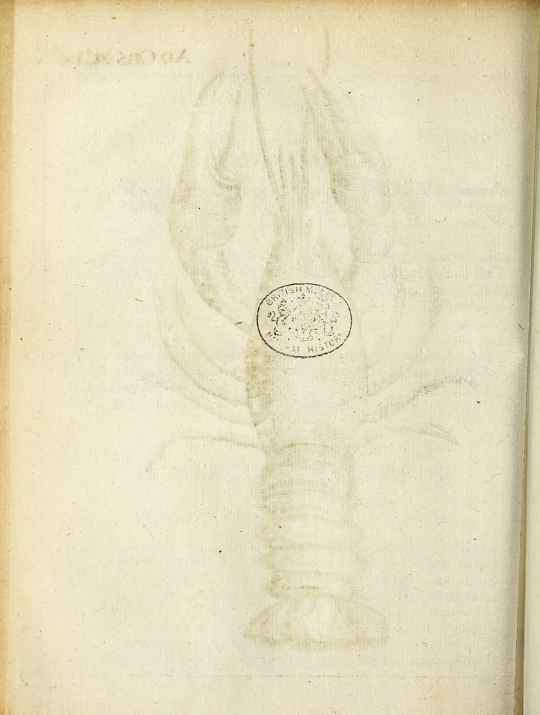 An illustration from Miscellanea Curiosa Medico-Physica Academiae Naturae Curiosorum, 1671, leaf 297