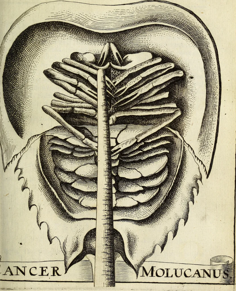 An illustration from Miscellanea Curiosa Medico-Physica Academiae Naturae Curiosorum, 1671, leaf 304
