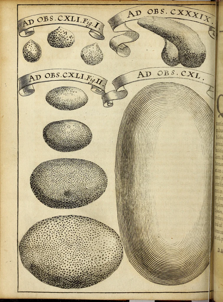 An illustration from Miscellanea Curiosa Medico-Physica Academiae Naturae Curiosorum, 1671, leaf 359