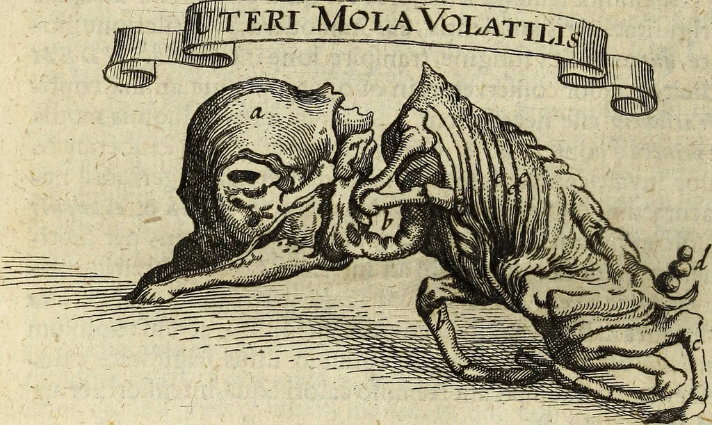 An illustration from Miscellanea Curiosa Medico-Physica Academiae Naturae Curiosorum, 1671, leaf 395