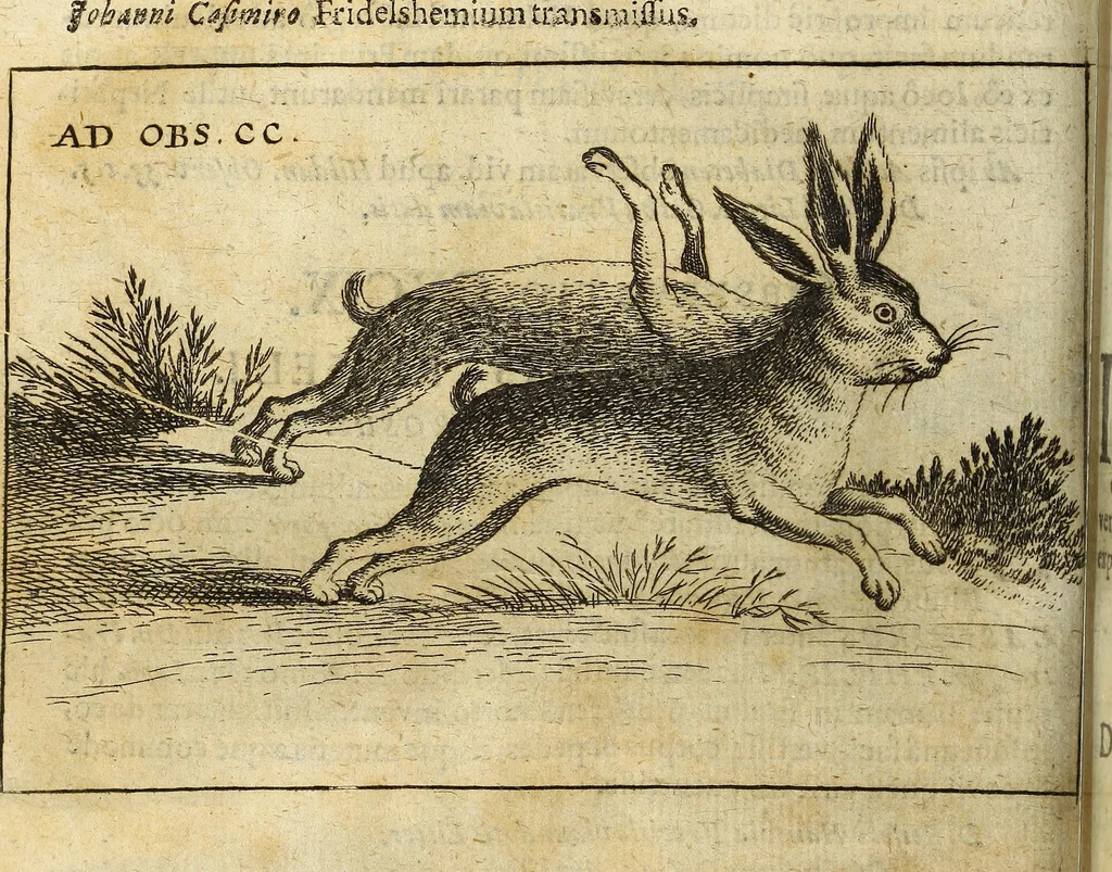 An illustration from Miscellanea Curiosa Medico-Physica Academiae Naturae Curiosorum, 1671, leaf 447