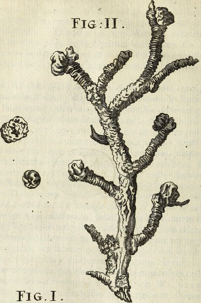 An illustration from Miscellanea Curiosa Medico-Physica Academiae Naturae Curiosorum, 1671, leaf 521