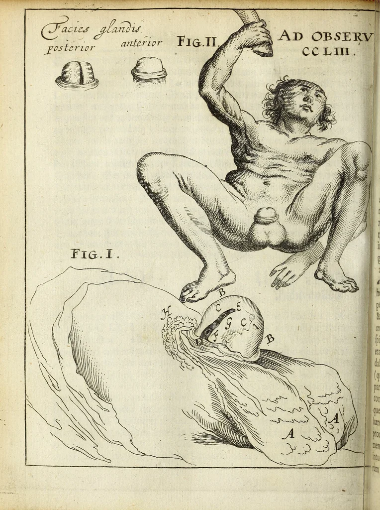 An illustration from Miscellanea Curiosa Medico-Physica Academiae Naturae Curiosorum, 1671, leaf 527