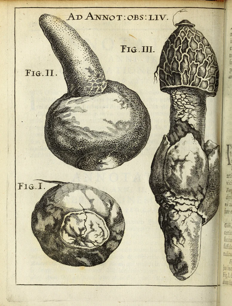 An illustration from Miscellanea Curiosa Medico-Physica Academiae Naturae Curiosorum, 1671, leaf 545