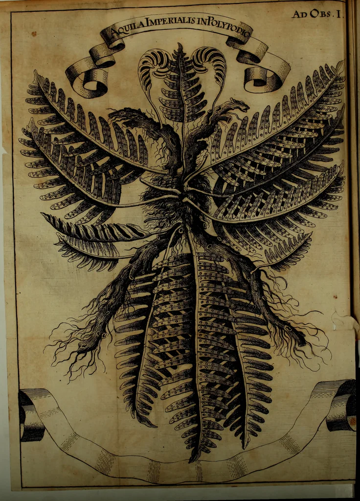 An illustration from Miscellanea Curiosa Medico-Physica Academiae Naturae Curiosorum, 1671, leaf 74