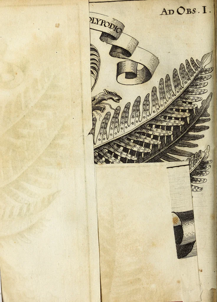 An illustration from Miscellanea Curiosa Medico-Physica Academiae Naturae Curiosorum, 1671, leaf 75