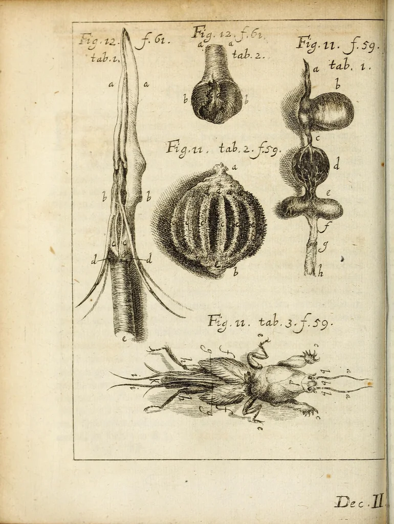 An illustration from Miscellanea Curiosa, sive Ephemiridum Medico-Physicarum Germanicarum Academiae Naturae Curiosorum, 1684, leaf 100