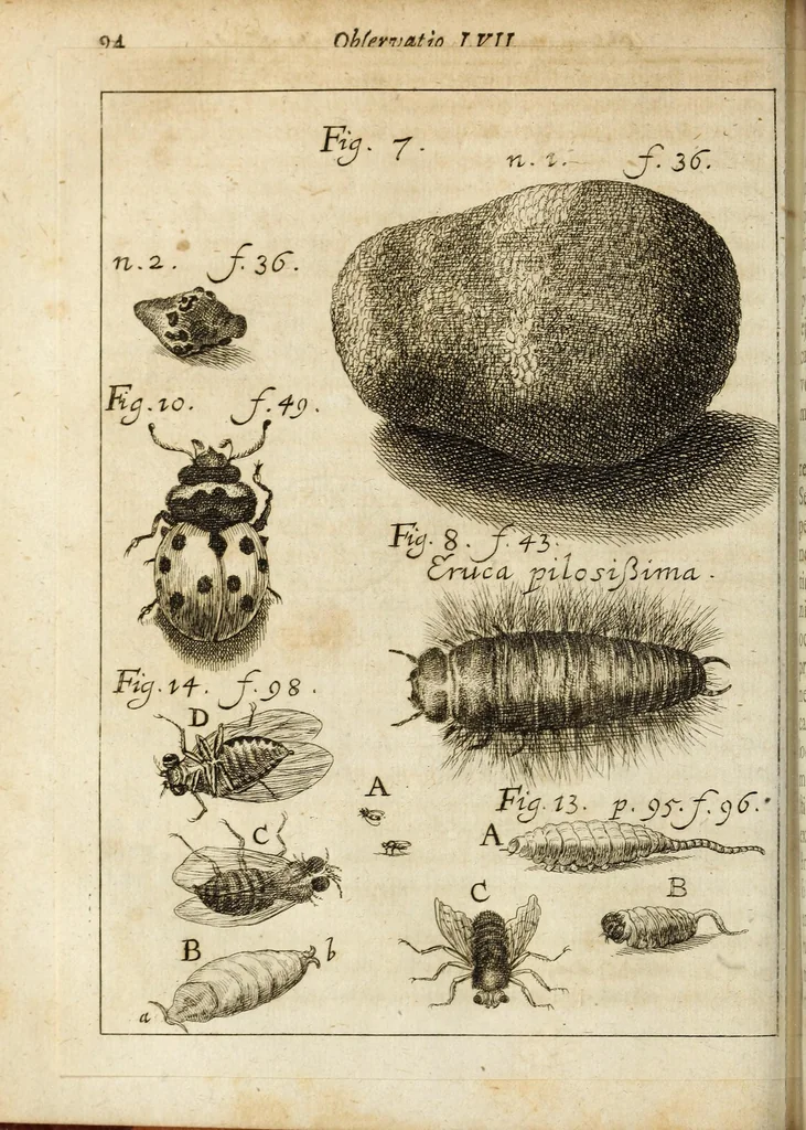 An illustration from Miscellanea Curiosa, sive Ephemiridum Medico-Physicarum Germanicarum Academiae Naturae Curiosorum, 1684, leaf 138