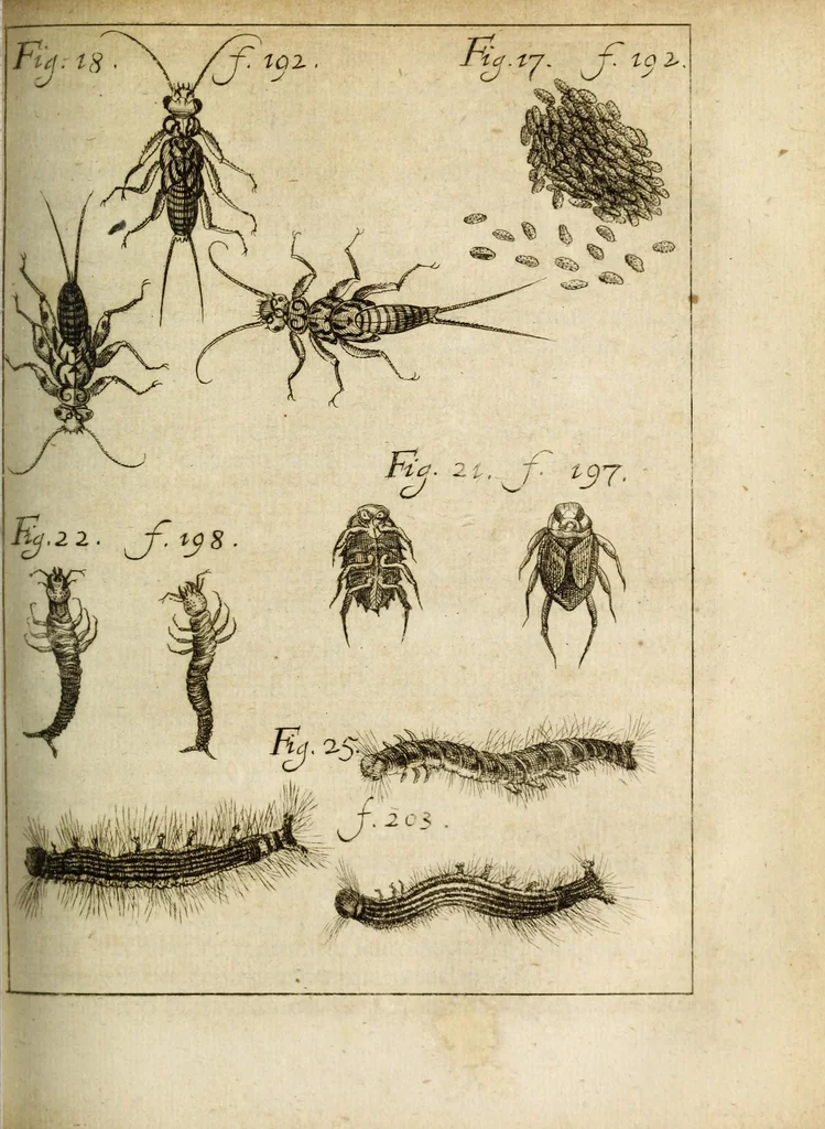 An illustration from Miscellanea Curiosa, sive Ephemiridum Medico-Physicarum Germanicarum Academiae Naturae Curiosorum, 1684, leaf 239