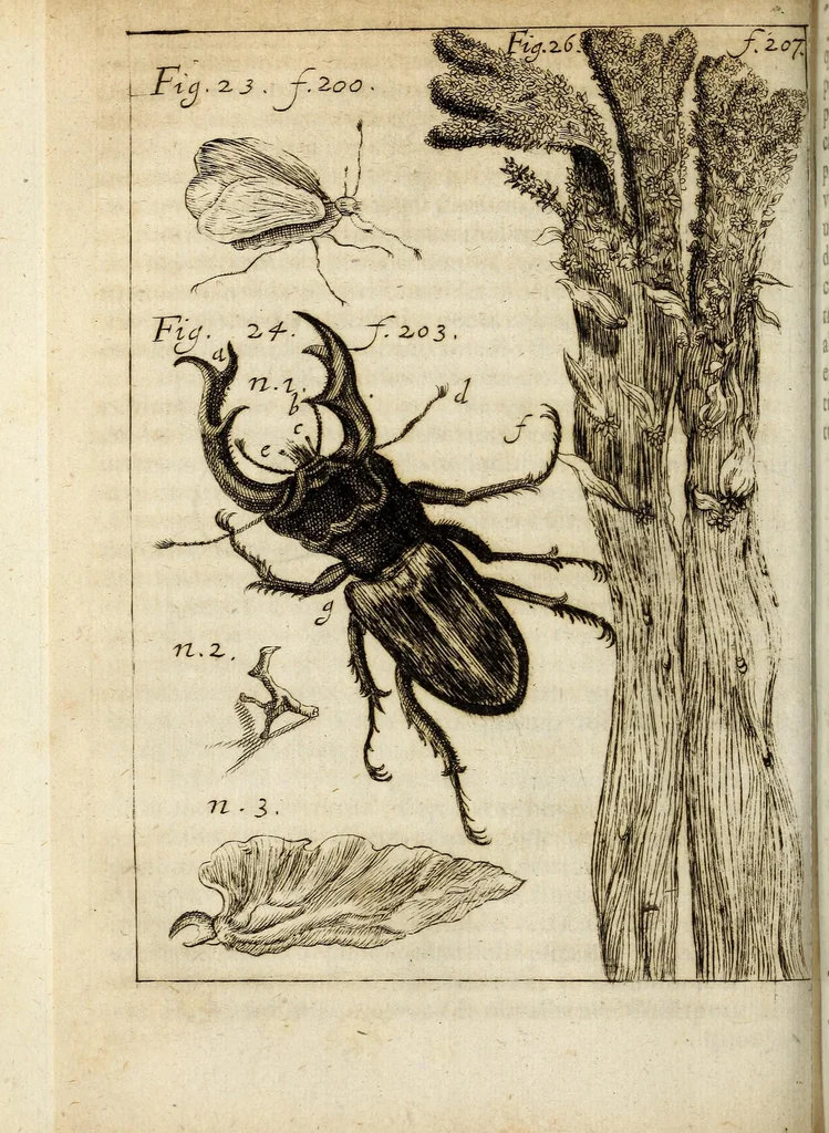 An illustration from Miscellanea Curiosa, sive Ephemiridum Medico-Physicarum Germanicarum Academiae Naturae Curiosorum, 1684, leaf 252