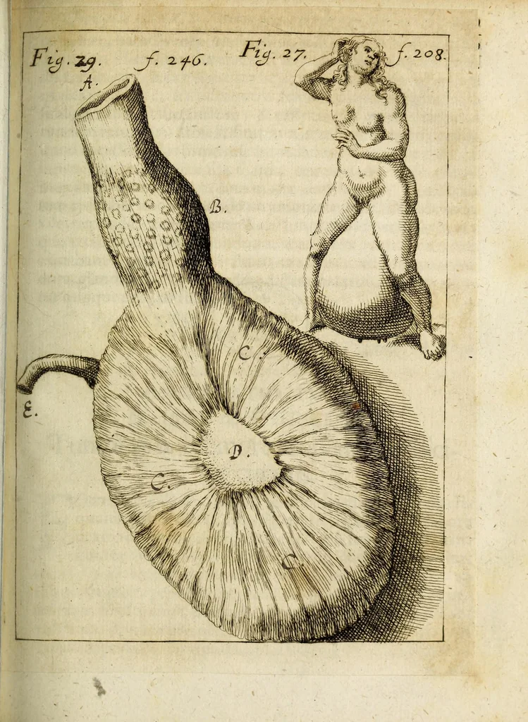 An illustration from Miscellanea Curiosa, sive Ephemiridum Medico-Physicarum Germanicarum Academiae Naturae Curiosorum, 1684, leaf 259