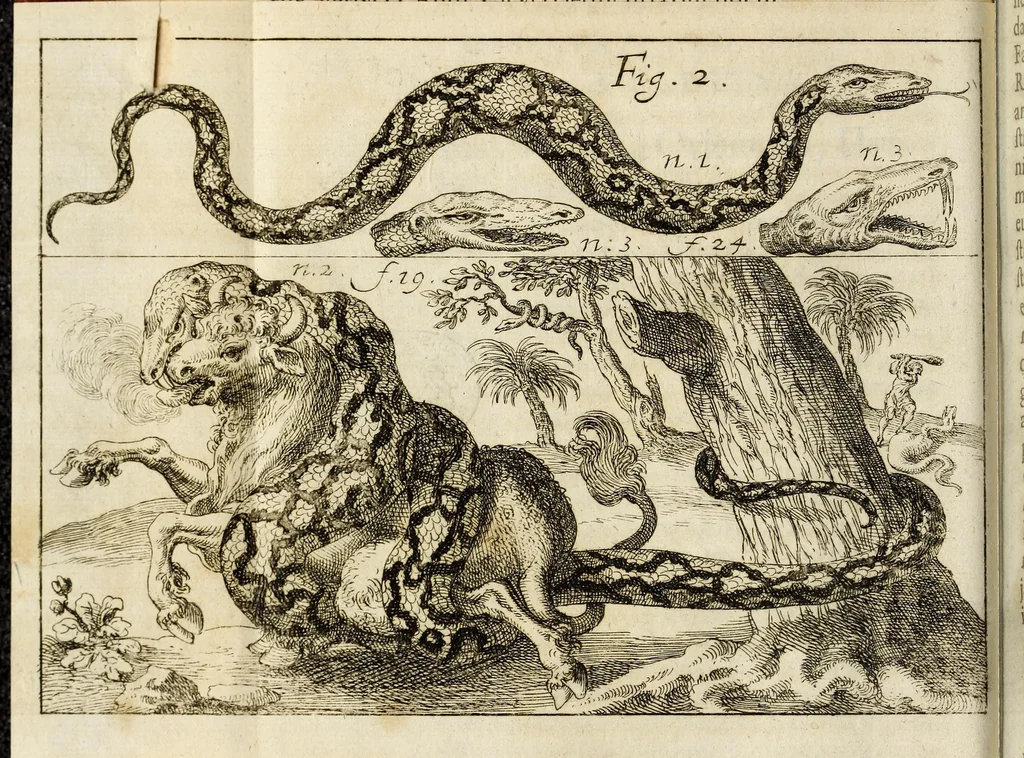 An illustration from Miscellanea Curiosa, sive Ephemiridum Medico-Physicarum Germanicarum Academiae Naturae Curiosorum, 1684, leaf 50