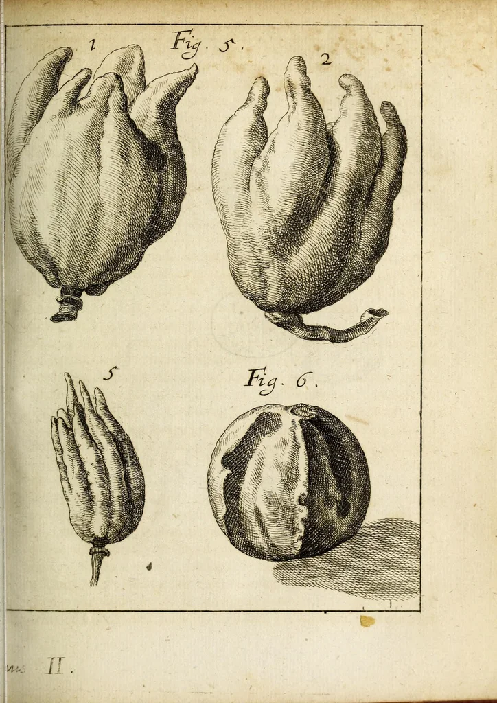 An illustration from Miscellanea Curiosa, sive Ephemiridum Medico-Physicarum Germanicarum Academiae Naturae Curiosorum, 1684, leaf 69