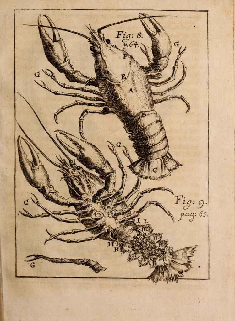 An illustration from Miscellanea curiosa, sive, Ephemeridum medico-physicarum Germanicarum Academiae Naturae curiosorum, 1688, leaf 116