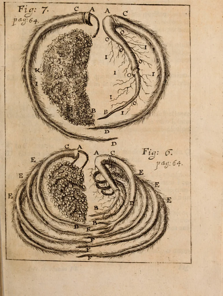An illustration from Miscellanea curiosa, sive, Ephemeridum medico-physicarum Germanicarum Academiae Naturae curiosorum, 1688, leaf 118