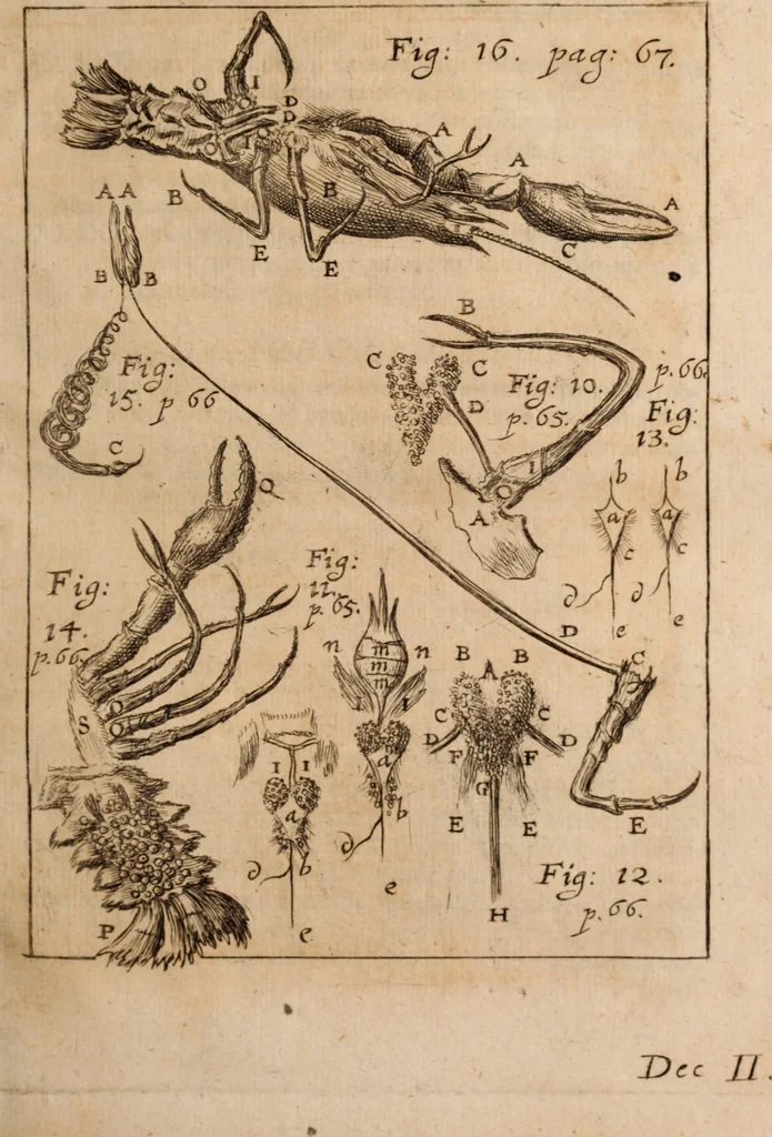 An illustration from Miscellanea curiosa, sive, Ephemeridum medico-physicarum Germanicarum Academiae Naturae curiosorum, 1688, leaf 122