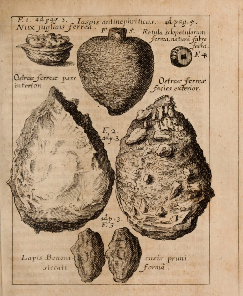 An illustration from Miscellanea curiosa, sive, Ephemeridum medico-physicarum Germanicarum Academiae Naturae curiosorum, 1688, leaf 1276