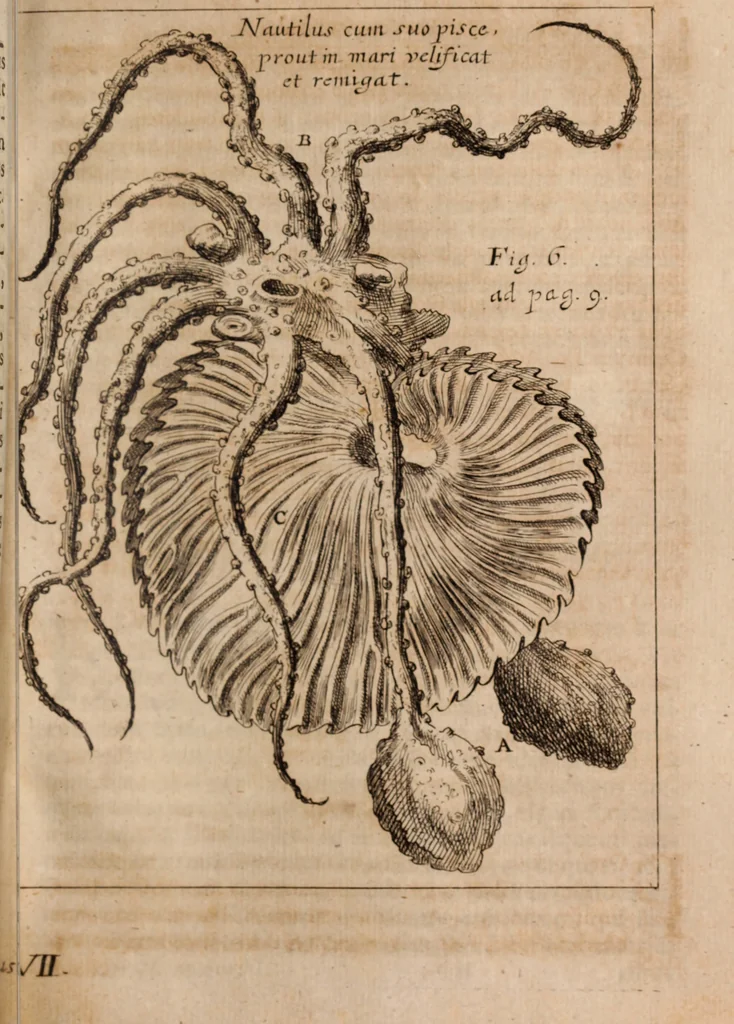 An illustration from Miscellanea curiosa, sive, Ephemeridum medico-physicarum Germanicarum Academiae Naturae curiosorum, 1688, leaf 1284
