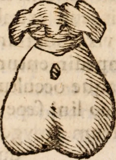 An illustration from Miscellanea curiosa, sive, Ephemeridum medico-physicarum Germanicarum Academiae Naturae curiosorum, 1688, leaf 1291