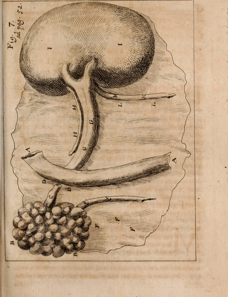An illustration from Miscellanea curiosa, sive, Ephemeridum medico-physicarum Germanicarum Academiae Naturae curiosorum, 1688, leaf 1306