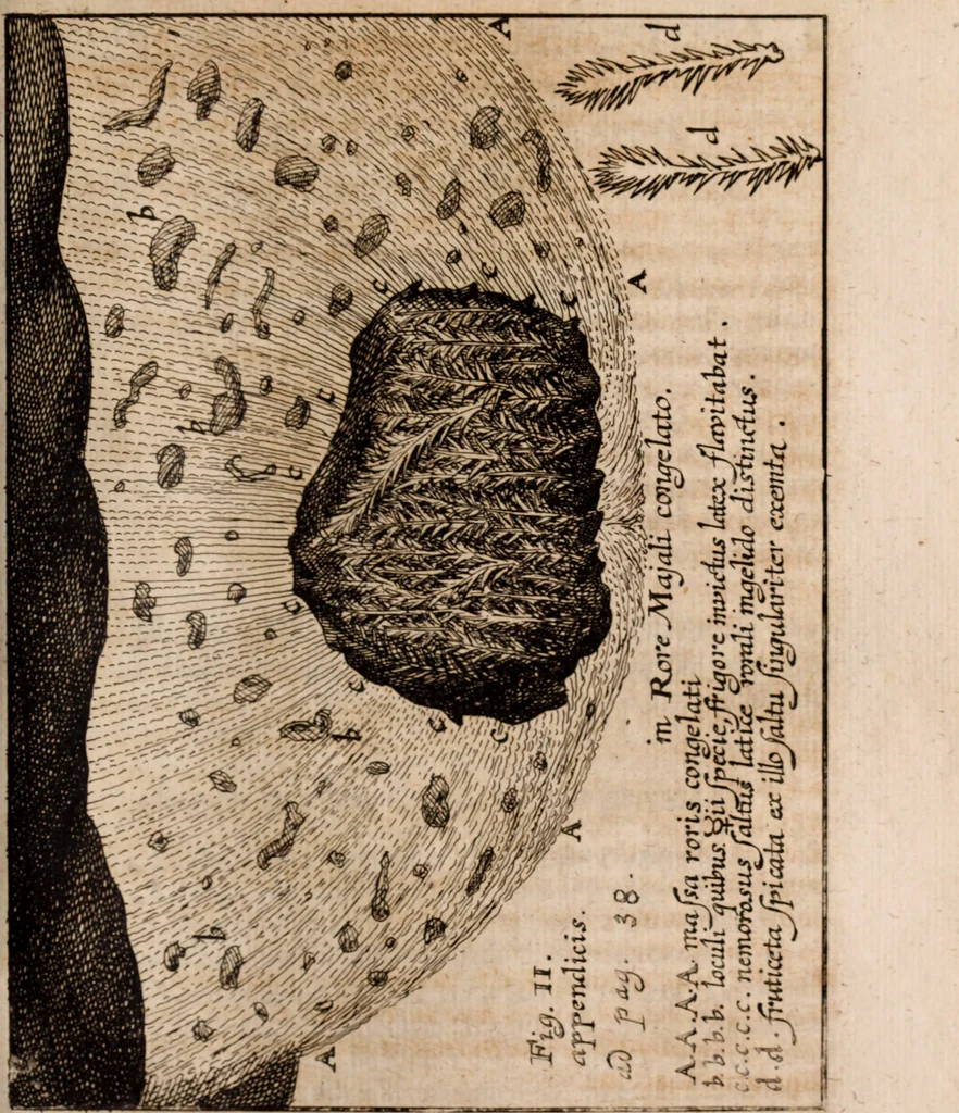 An illustration from Miscellanea curiosa, sive, Ephemeridum medico-physicarum Germanicarum Academiae Naturae curiosorum, 1688, leaf 1322