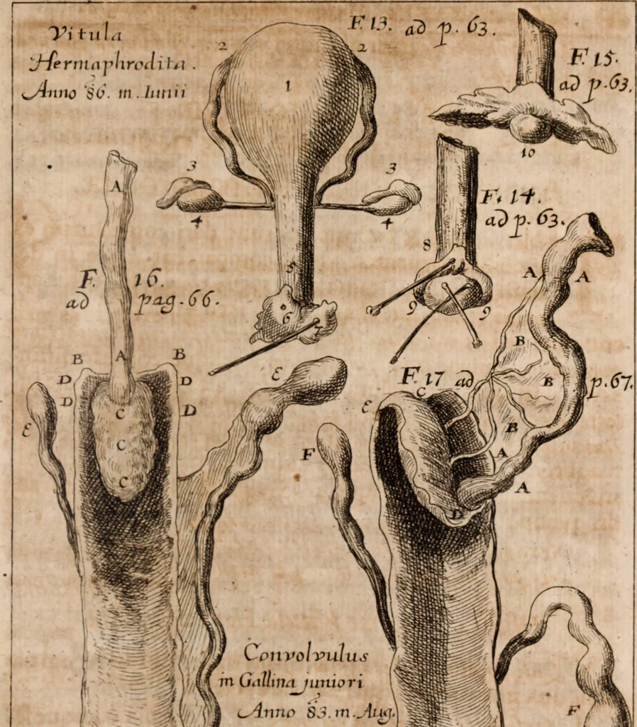 An illustration from Miscellanea curiosa, sive, Ephemeridum medico-physicarum Germanicarum Academiae Naturae curiosorum, 1688, leaf 1348
