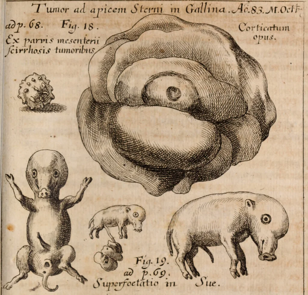 An illustration from Miscellanea curiosa, sive, Ephemeridum medico-physicarum Germanicarum Academiae Naturae curiosorum, 1688, leaf 1356