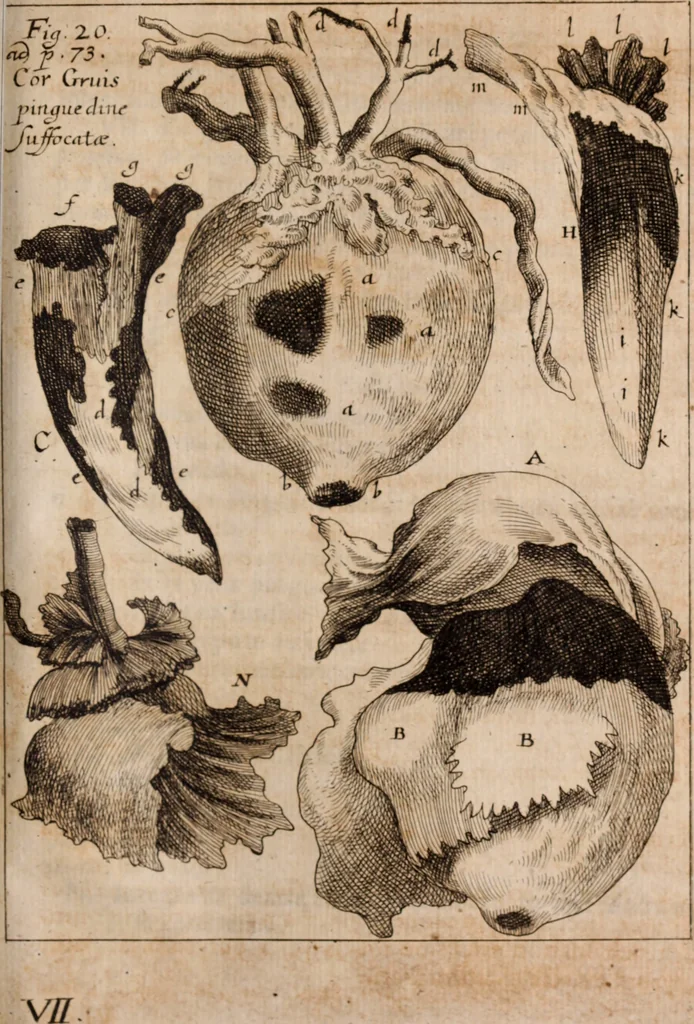 An illustration from Miscellanea curiosa, sive, Ephemeridum medico-physicarum Germanicarum Academiae Naturae curiosorum, 1688, leaf 1362
