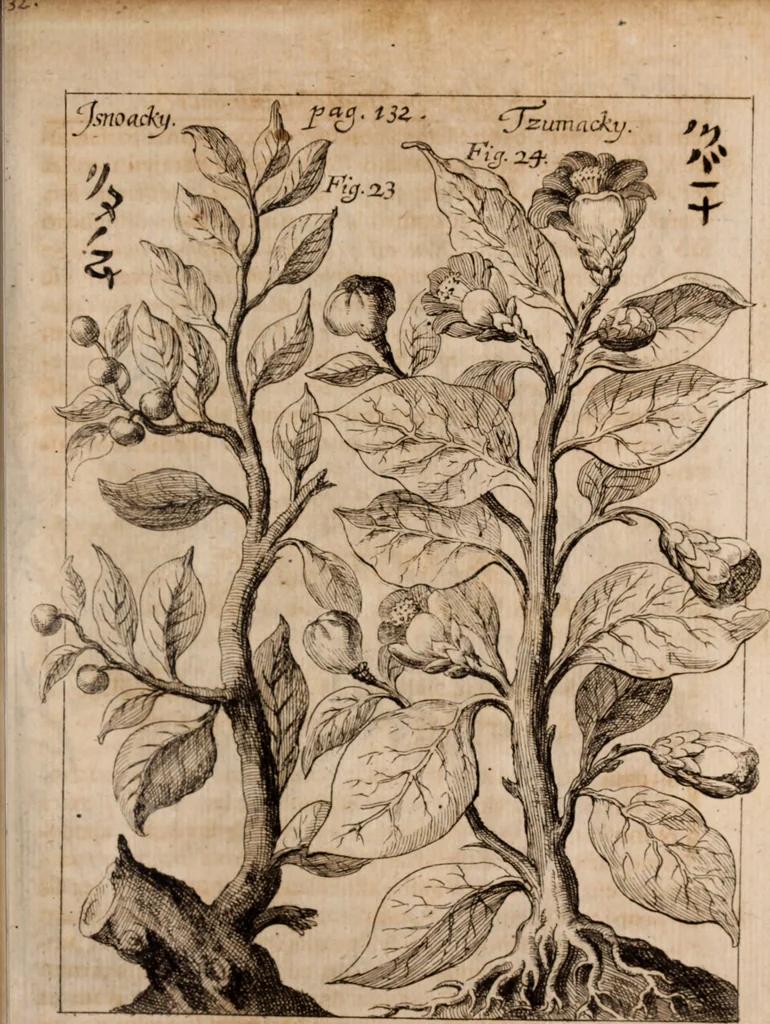 An illustration from Miscellanea curiosa, sive, Ephemeridum medico-physicarum Germanicarum Academiae Naturae curiosorum, 1688, leaf 1426