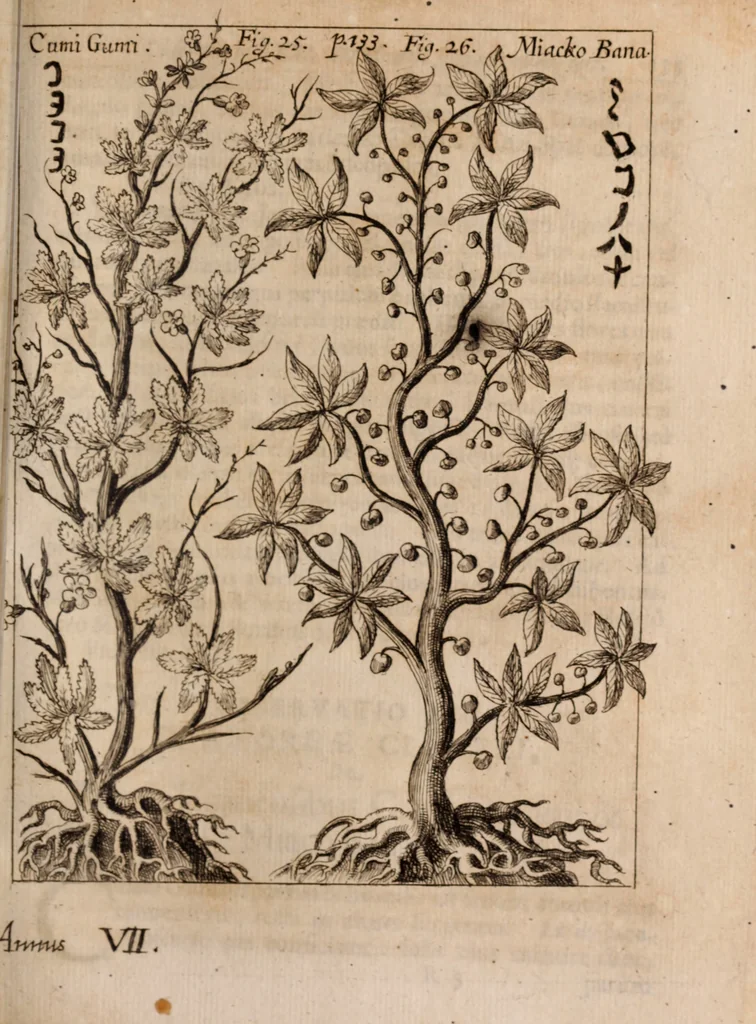 An illustration from Miscellanea curiosa, sive, Ephemeridum medico-physicarum Germanicarum Academiae Naturae curiosorum, 1688, leaf 1428