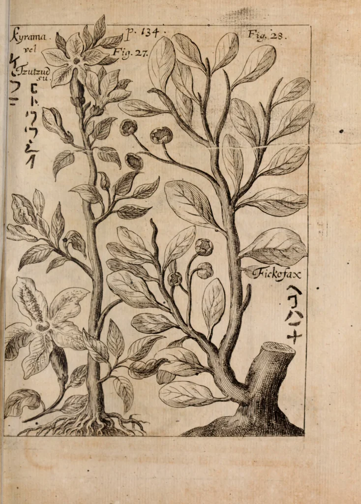 An illustration from Miscellanea curiosa, sive, Ephemeridum medico-physicarum Germanicarum Academiae Naturae curiosorum, 1688, leaf 1432