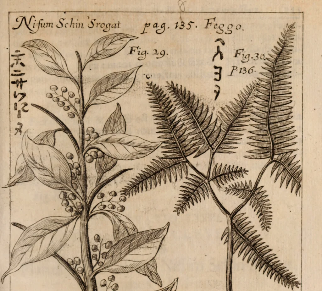 An illustration from Miscellanea curiosa, sive, Ephemeridum medico-physicarum Germanicarum Academiae Naturae curiosorum, 1688, leaf 1434