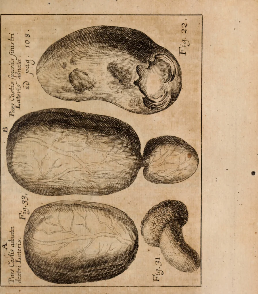 An illustration from Miscellanea curiosa, sive, Ephemeridum medico-physicarum Germanicarum Academiae Naturae curiosorum, 1688, leaf 1470