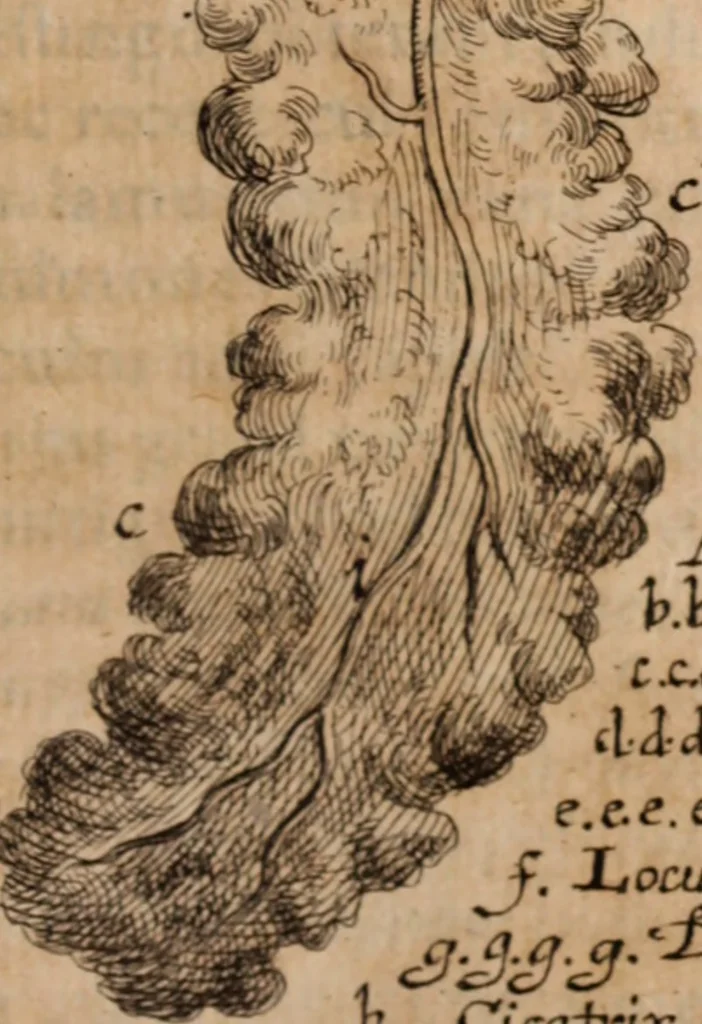 An illustration from Miscellanea curiosa, sive, Ephemeridum medico-physicarum Germanicarum Academiae Naturae curiosorum, 1688, leaf 1550