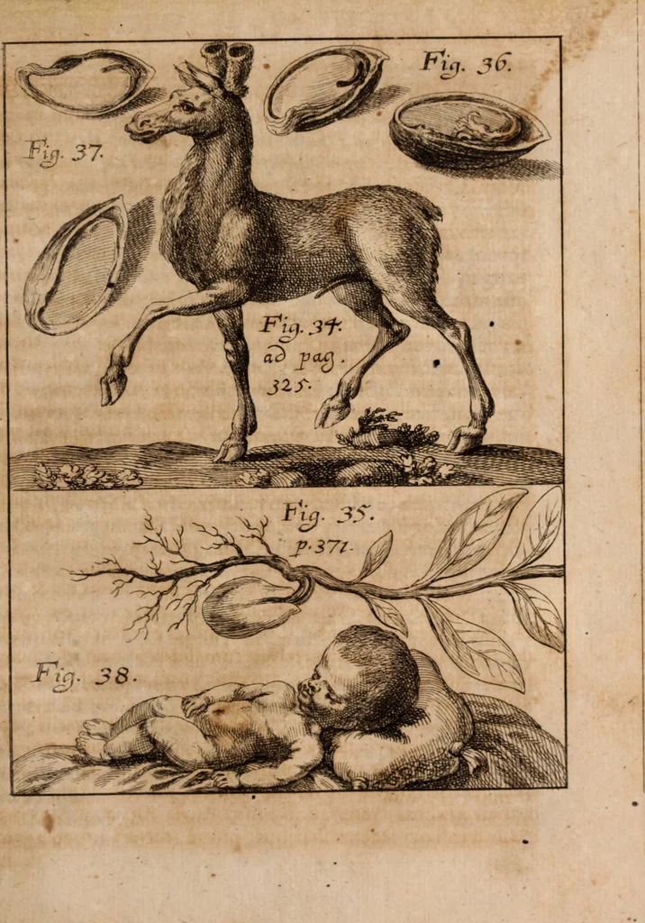 An illustration from Miscellanea curiosa, sive, Ephemeridum medico-physicarum Germanicarum Academiae Naturae curiosorum, 1688, leaf 1630