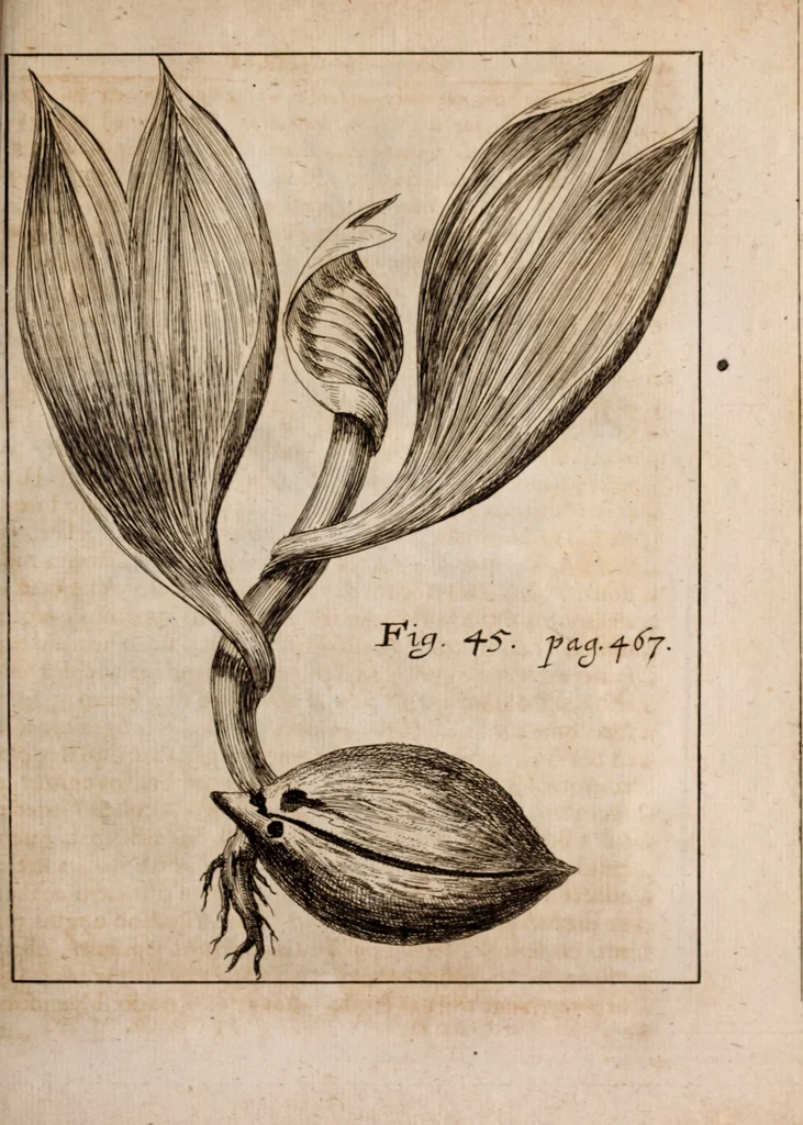 An illustration from Miscellanea curiosa, sive, Ephemeridum medico-physicarum Germanicarum Academiae Naturae curiosorum, 1688, leaf 1780