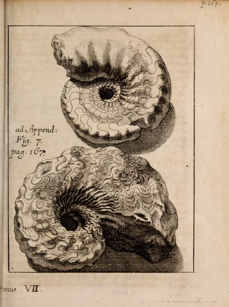 An illustration from Miscellanea curiosa, sive, Ephemeridum medico-physicarum Germanicarum Academiae Naturae curiosorum, 1688, leaf 1782