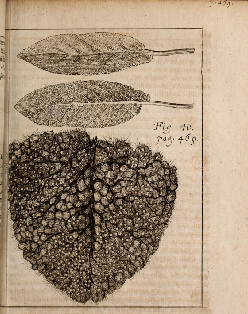 An illustration from Miscellanea curiosa, sive, Ephemeridum medico-physicarum Germanicarum Academiae Naturae curiosorum, 1688, leaf 1786