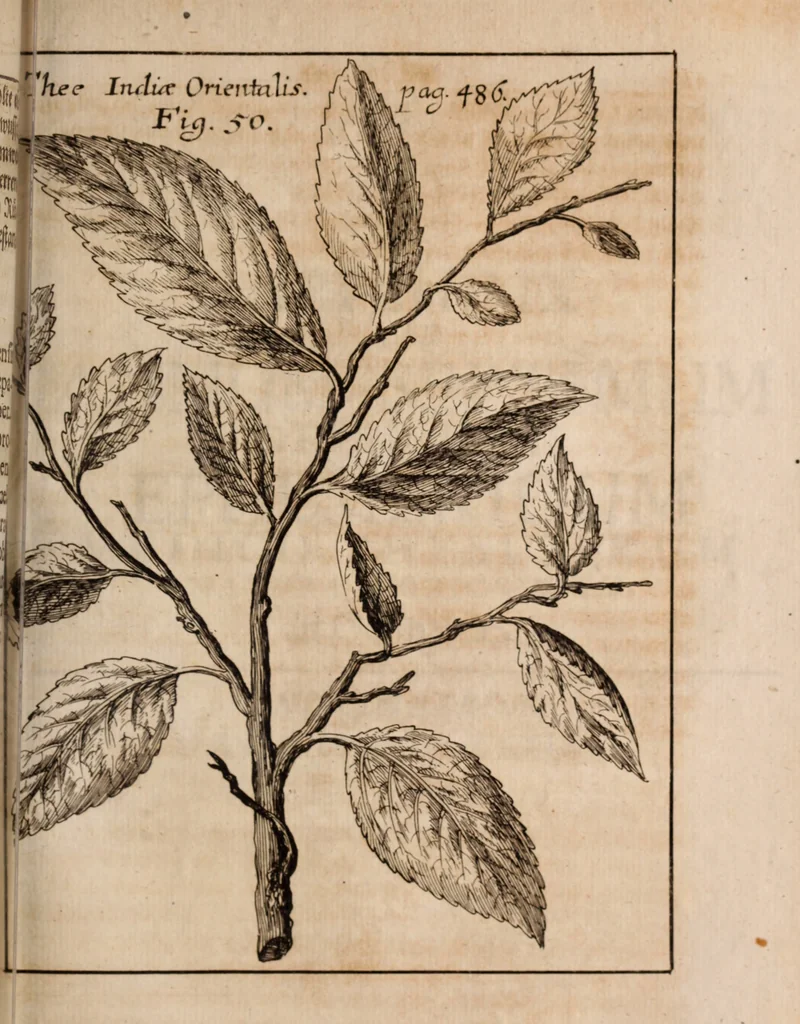 An illustration from Miscellanea curiosa, sive, Ephemeridum medico-physicarum Germanicarum Academiae Naturae curiosorum, 1688, leaf 1810