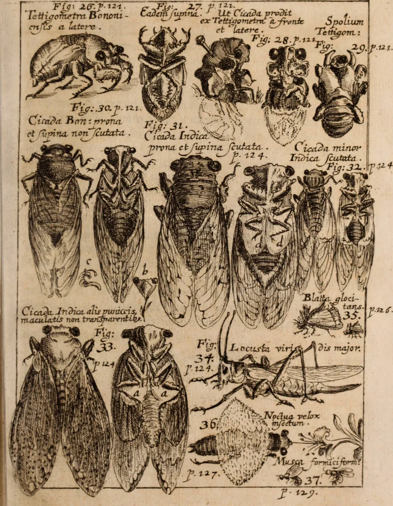 An illustration from Miscellanea curiosa, sive, Ephemeridum medico-physicarum Germanicarum Academiae Naturae curiosorum, 1688, leaf 184