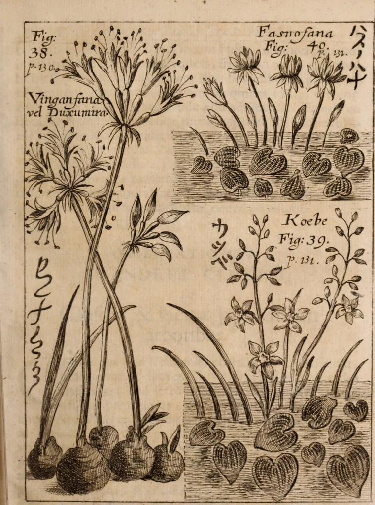 An illustration from Miscellanea curiosa, sive, Ephemeridum medico-physicarum Germanicarum Academiae Naturae curiosorum, 1688, leaf 194