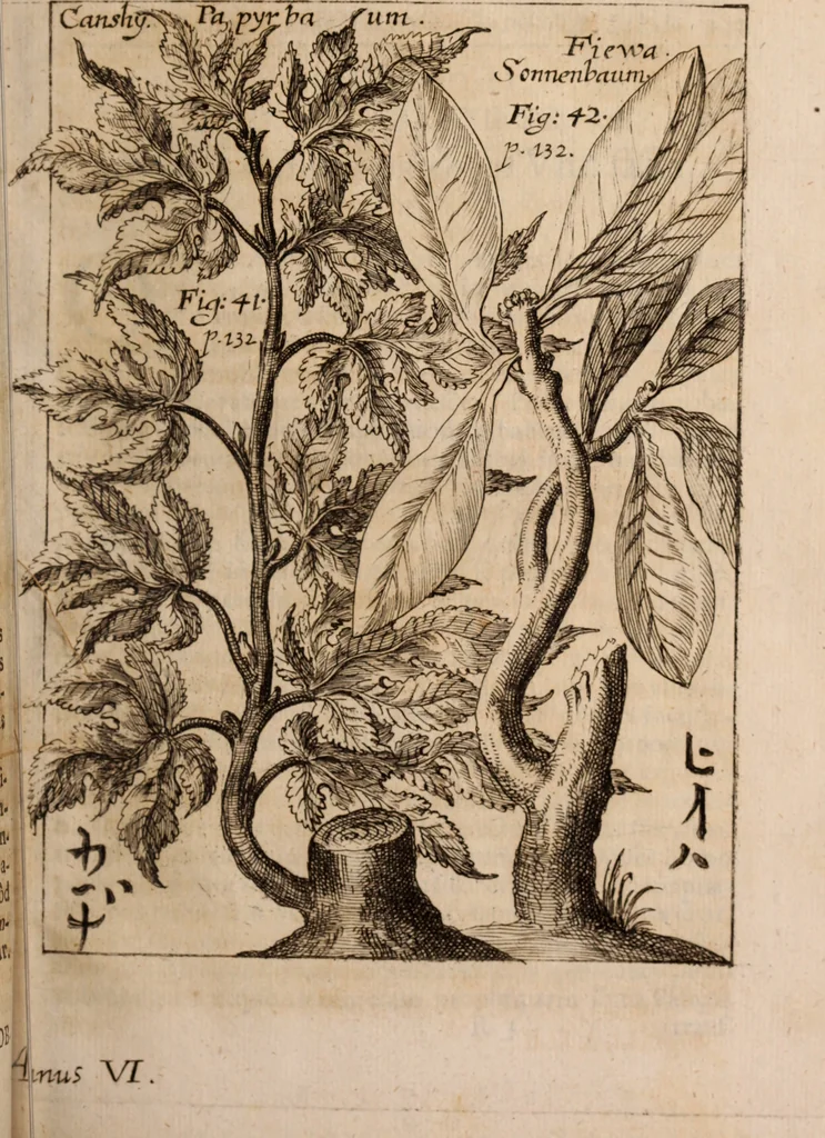 An illustration from Miscellanea curiosa, sive, Ephemeridum medico-physicarum Germanicarum Academiae Naturae curiosorum, 1688, leaf 198