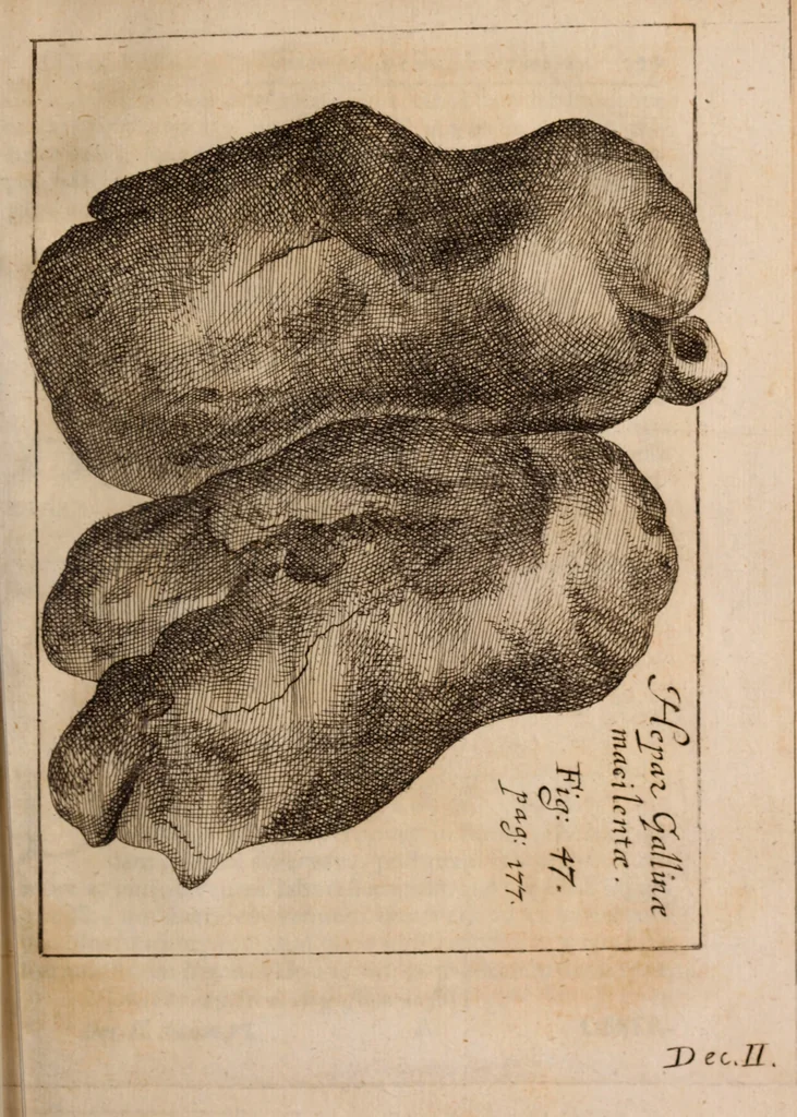 An illustration from Miscellanea curiosa, sive, Ephemeridum medico-physicarum Germanicarum Academiae Naturae curiosorum, 1688, leaf 246
