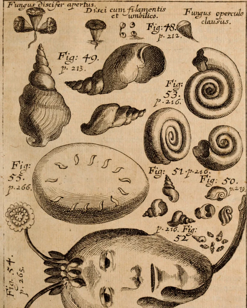 An illustration from Miscellanea curiosa, sive, Ephemeridum medico-physicarum Germanicarum Academiae Naturae curiosorum, 1688, leaf 284