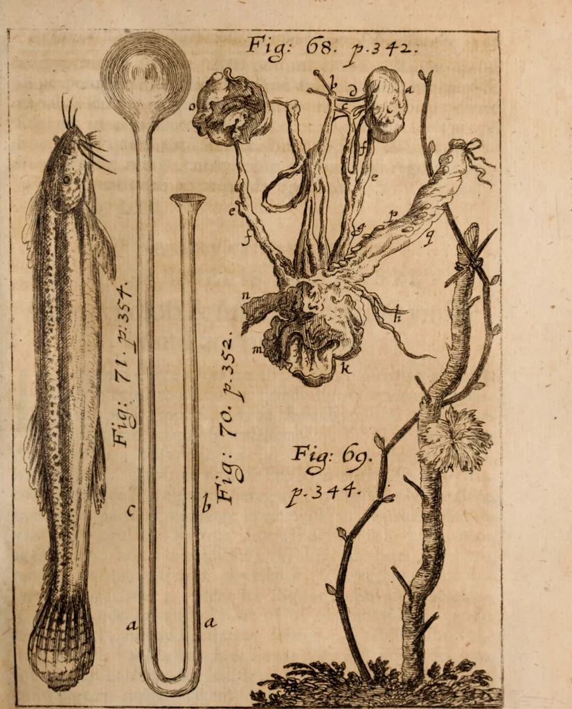 An illustration from Miscellanea curiosa, sive, Ephemeridum medico-physicarum Germanicarum Academiae Naturae curiosorum, 1688, leaf 436