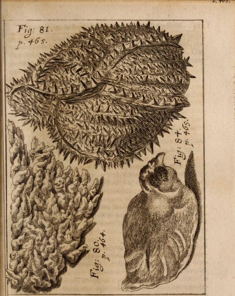 An illustration from Miscellanea curiosa, sive, Ephemeridum medico-physicarum Germanicarum Academiae Naturae curiosorum, 1688, leaf 544